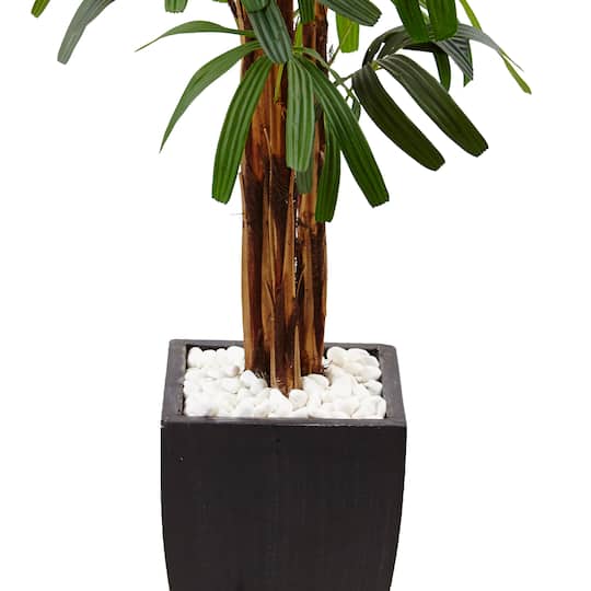 5.5ft. Potted Raphis Palm Tree in Black Decorative Planter